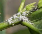 Cotton mealybug