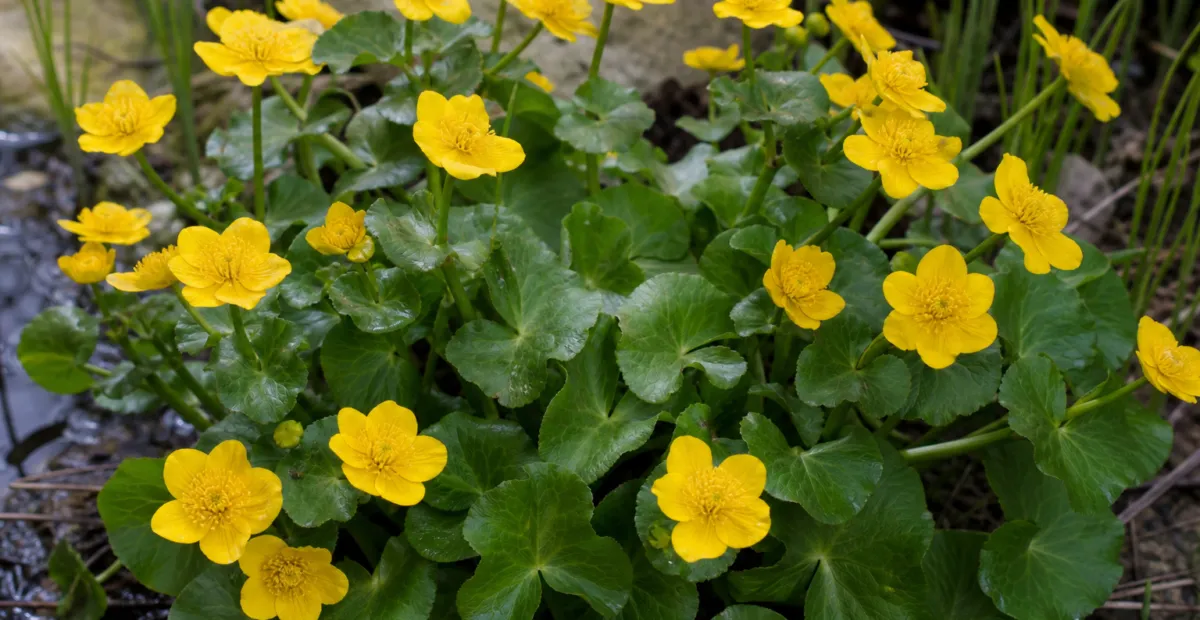 Cowflock (Caltha palustris) – plant photo