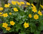 Cowflock (Caltha palustris) care guide
