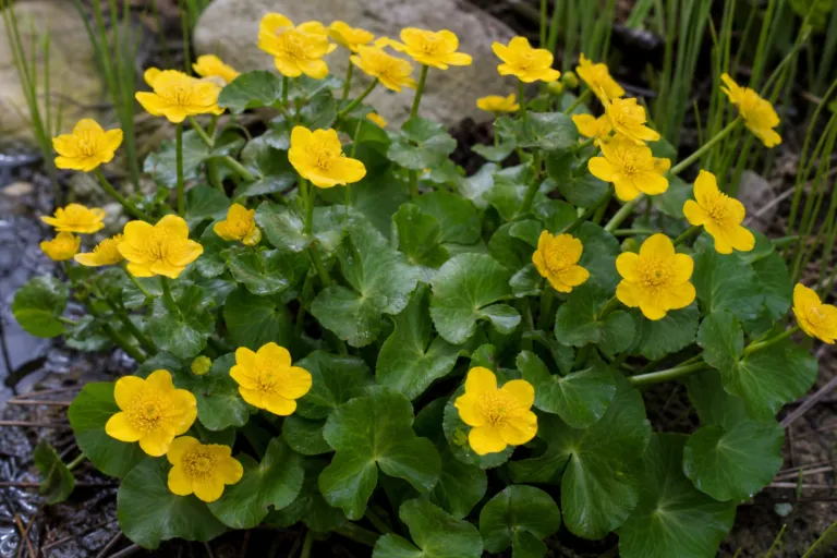 Caltha palustris