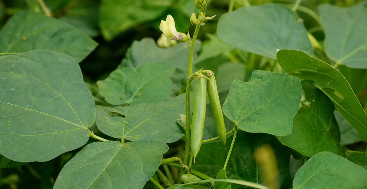 Cowpea (Vigna unguiculata) – plant photo