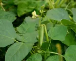 Cowpea (Vigna unguiculata) care guide