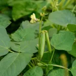 Cowpea (Vigna unguiculata) – plant photo