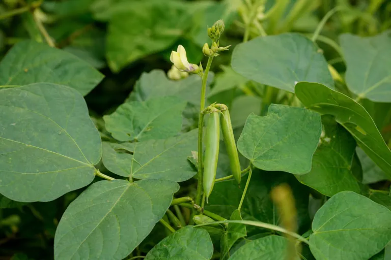 Vigna unguiculata