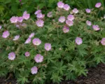 Cranesbill ‘Mavis Simpson’ (Geranium ‘Mavis Simpson’)