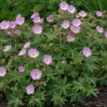 Cranesbill 'Mavis Simpson' (Geranium 'Mavis Simpson') – plant photo