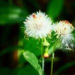 Crassocephalum crepidioides – (Crassocephalum crepidioides) – Pflanzenfoto
