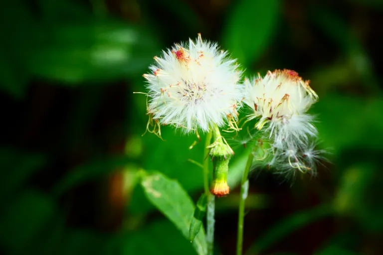 Crassocephalum crepidioides
