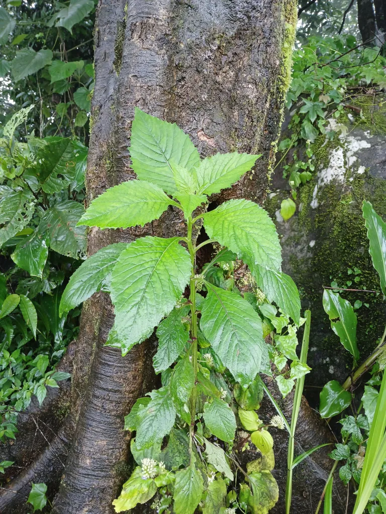 tučnohlav škardovitý (Crassocephalum crepidioides) – typický vzhľad, fotografia rastliny