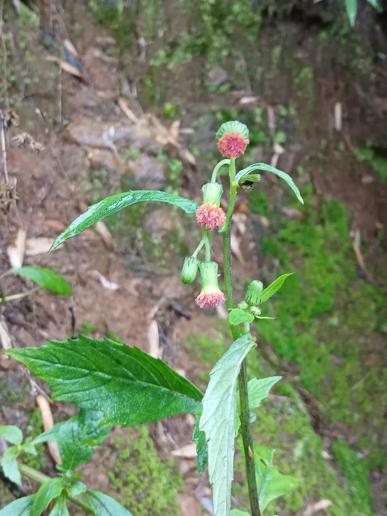 tučnohlav škardovitý (Crassocephalum crepidioides) – typický vzhľad, fotografia rastliny