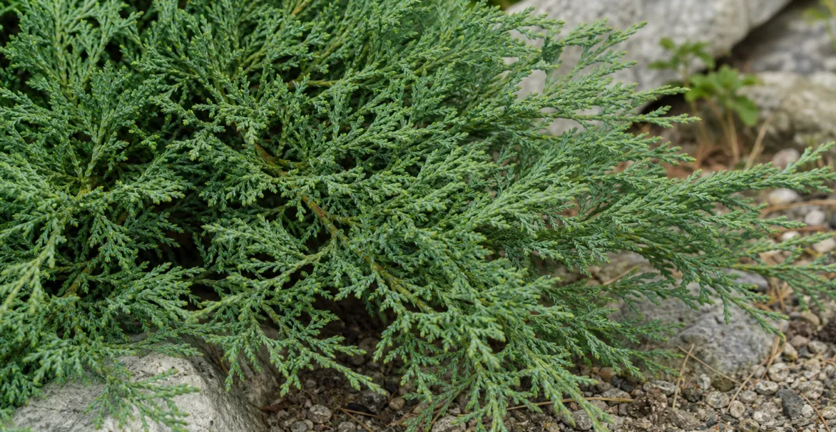 creeping juniper (Juniperus horizontalis) – plant photo