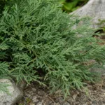 creeping juniper (Juniperus horizontalis) – plant photo