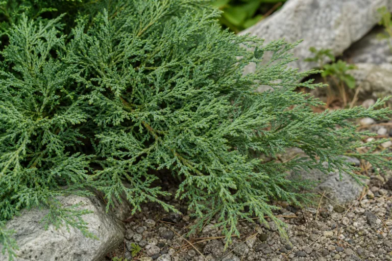 Juniperus horizontalis