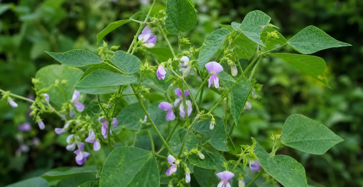 creole-bean (Vigna reflexopilosa) – plant photo