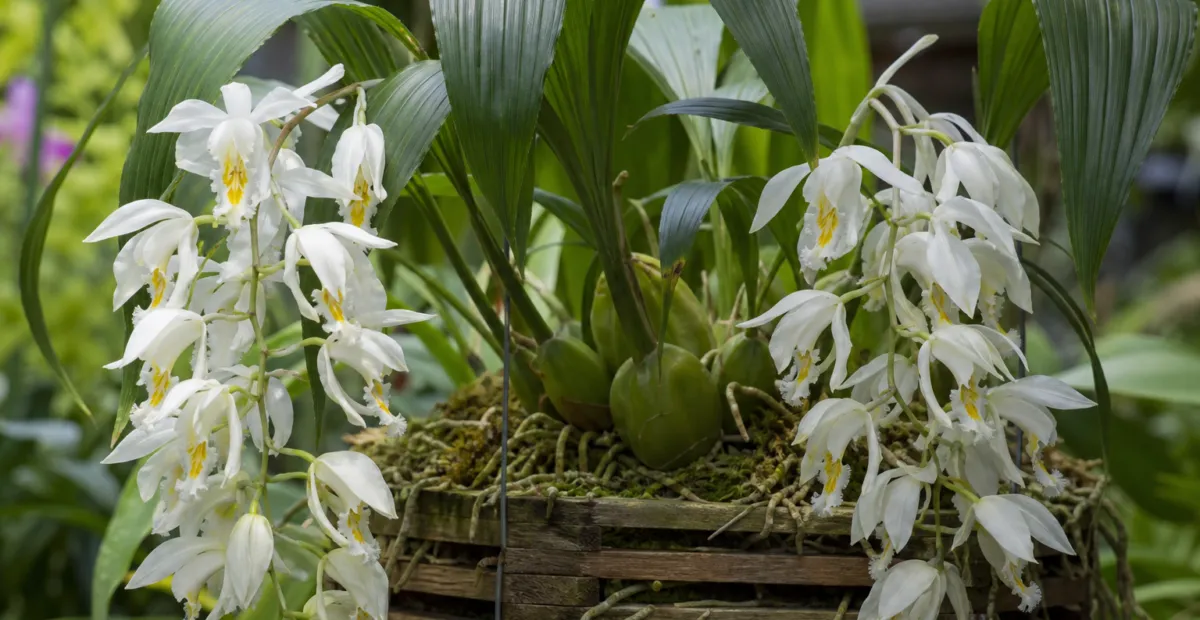 Crested Coelogyne (Coelogyne cristata) – plant photo