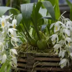 Crested Coelogyne (Coelogyne cristata) – plant photo