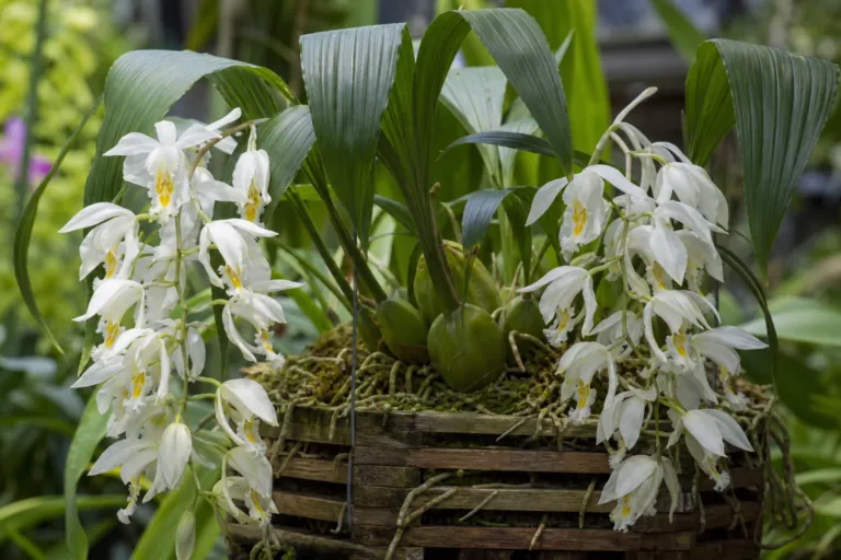 Coelogyne cristata