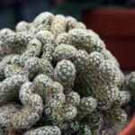 Cristata (Mammillaria elongata ‘Cristata’) (Mammillaria elongata 'Cristata')