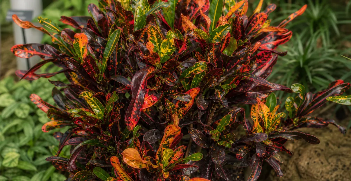 Croton Mammy (Codiaeum variegatum 'Mammy') – plant photo