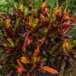 Croton Mammy (Codiaeum variegatum 'Mammy') – plant photo
