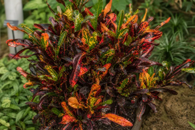 Codiaeum variegatum 'Mammy'