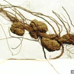 Crown gall