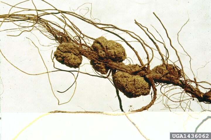 Crown gall
