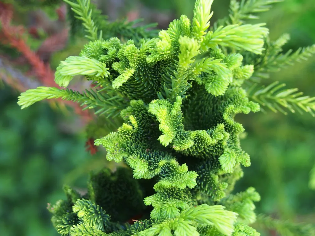 Sicheltanne (Cryptomeria japonica) – Blätter und Triebe, Pflanzenfoto