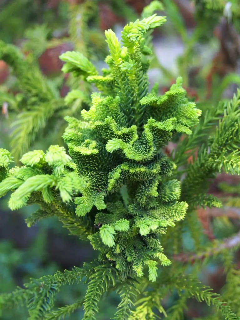 Cryptomeria japonica