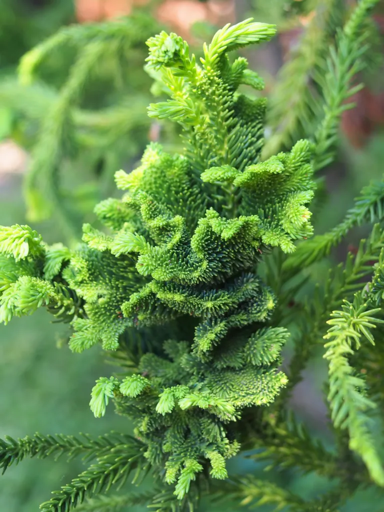 Sicheltanne (Cryptomeria japonica) – Blätter und Triebe, Pflanzenfoto