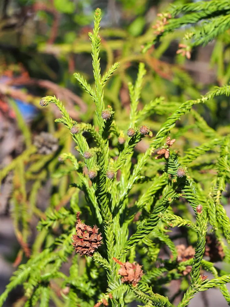 Sicheltanne (Cryptomeria japonica) – im Garten, Pflanzenfoto