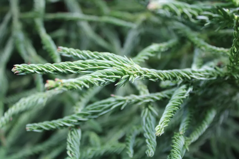 cryptomeria (Cryptomeria japonica) – in a garden setting, plant photo