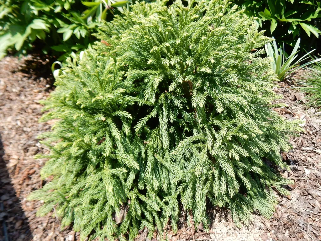 Japanische Sicheltanne ‘Globosa Nana’ (Cryptomeria japonica 'Globosa Nana') – typisches