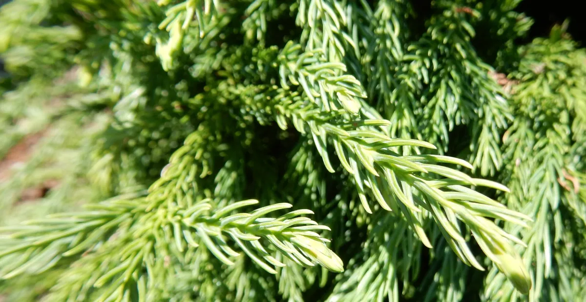 Cryptomeria japonica 'Globosa Nana' – plant photo