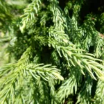 Globosa Nana (Cryptomeria japonica ‘Globosa Nana’) (Cryptomeria japonica 'Globosa