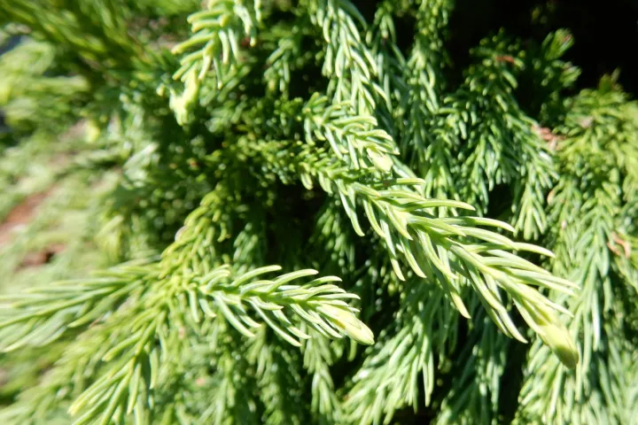 Cryptomeria japonica 'Globosa Nana'