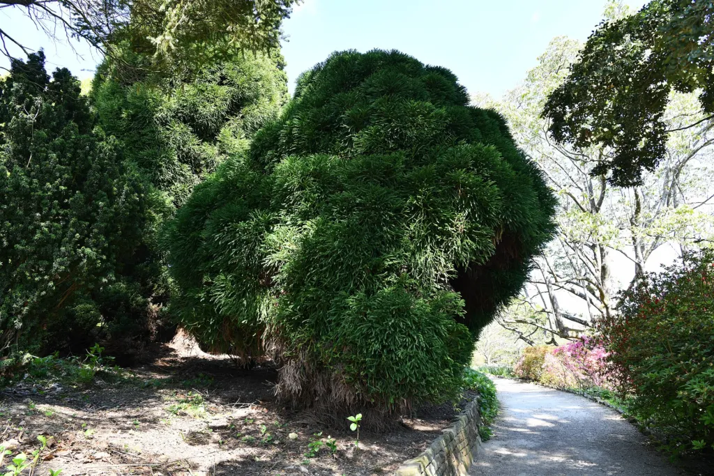Japanische Sicheltanne ‘Globosa Nana’ (Cryptomeria japonica 'Globosa Nana') – typisches
