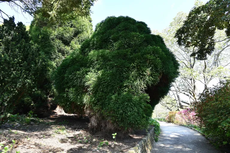 Globosa Nana (Cryptomeria japonica ‘Globosa Nana’) (Cryptomeria japonica 'Globosa