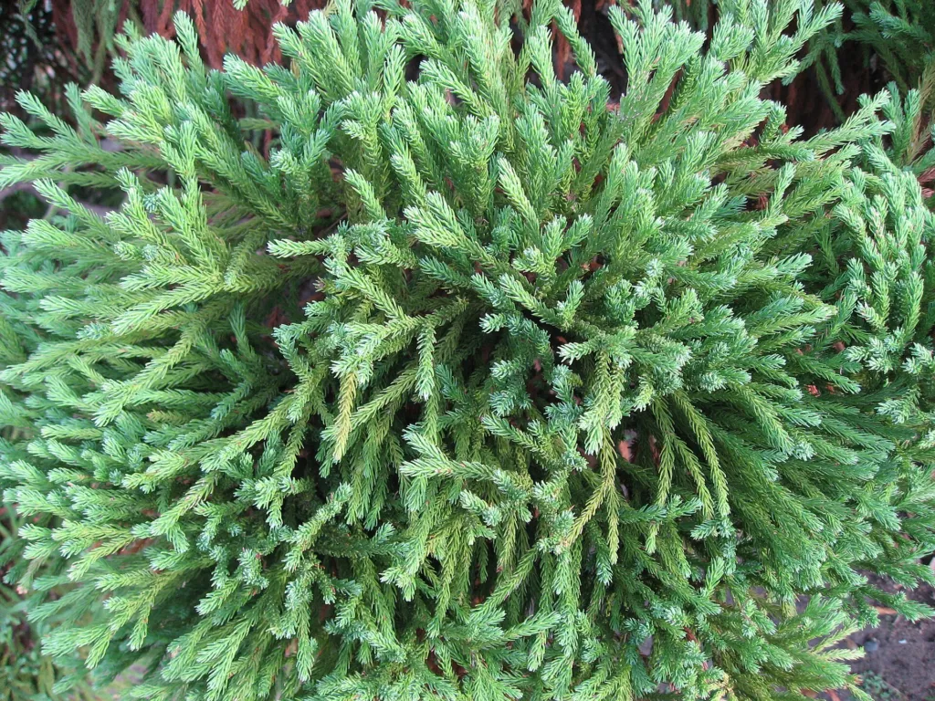 Japanische Sicheltanne ‘Globosa Nana’ (Cryptomeria japonica 'Globosa Nana') – im Garten