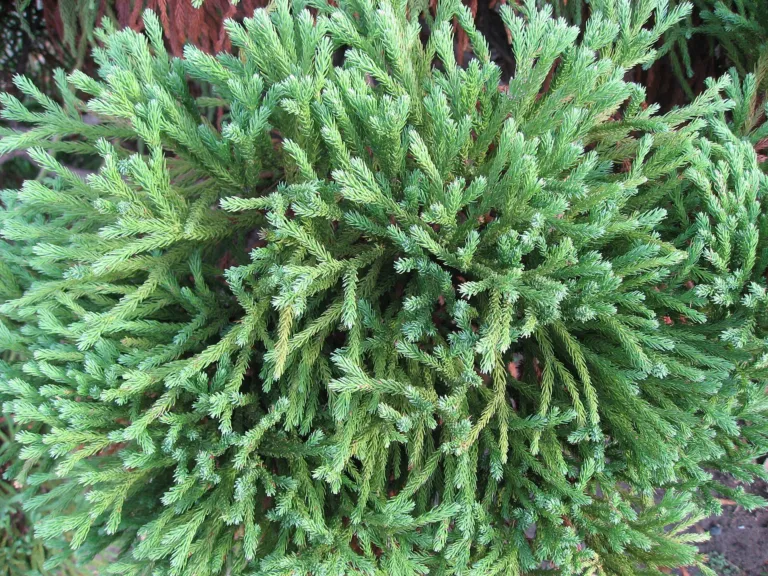 Globosa Nana (Cryptomeria japonica ‘Globosa Nana’) (Cryptomeria japonica 'Globosa