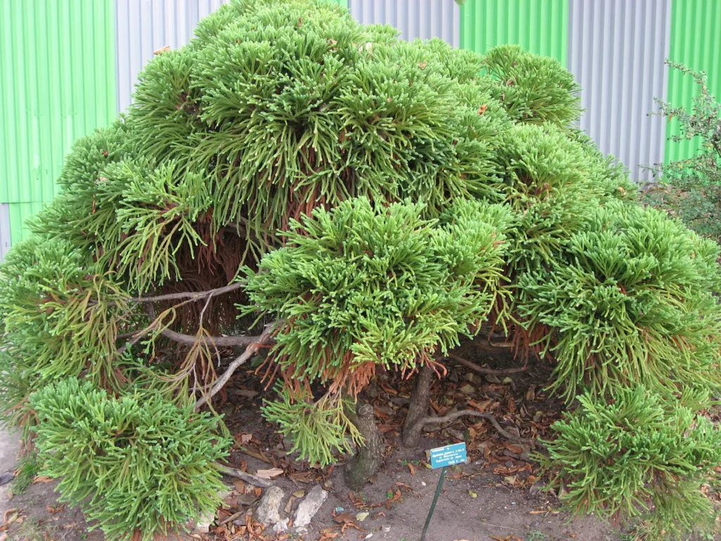 Japanische Sicheltanne ‘Globosa Nana’ (Cryptomeria japonica 'Globosa Nana') – im Garten