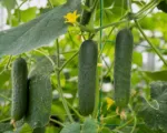 Cucumber (Cucumis sativus) care guide