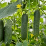 Cucumber (Cucumis sativus) – plant photo