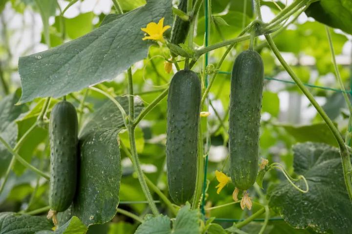 Cucumis sativus