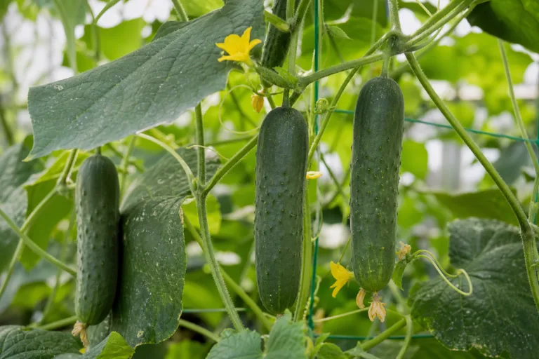 Cucumis sativus