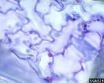 Cucumber mosaic virus