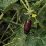 Cucumis anguria – (Cucumis anguria) – Pflanzenfoto