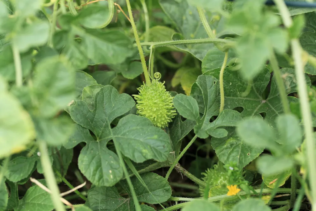 Cucumis anguria – (Cucumis anguria) – im Garten, Pflanzenfoto