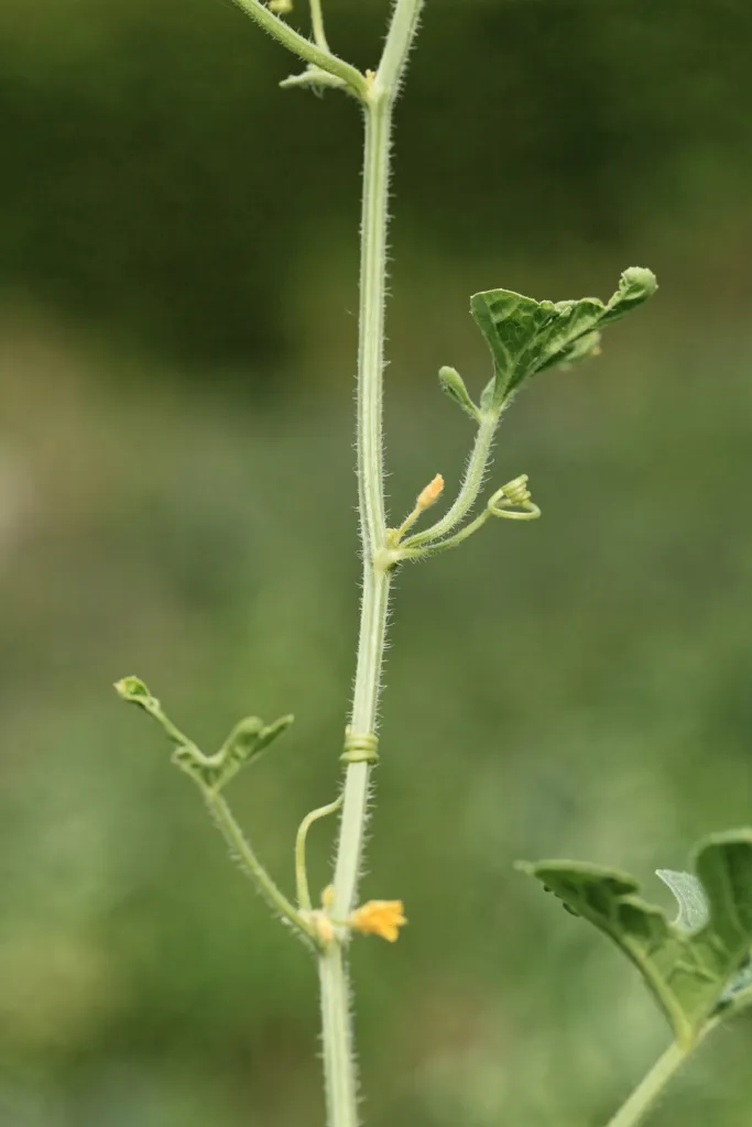 Cucumis anguria – (Cucumis anguria) – im Garten, Pflanzenfoto