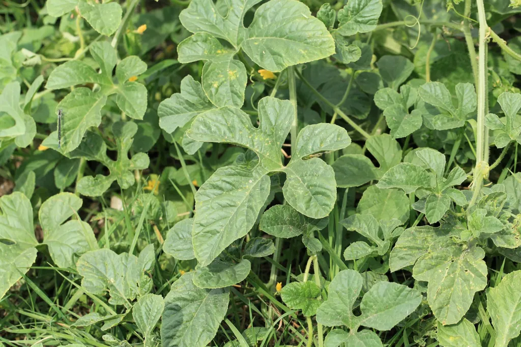 Cucumis anguria – (Cucumis anguria) – im Garten, Pflanzenfoto